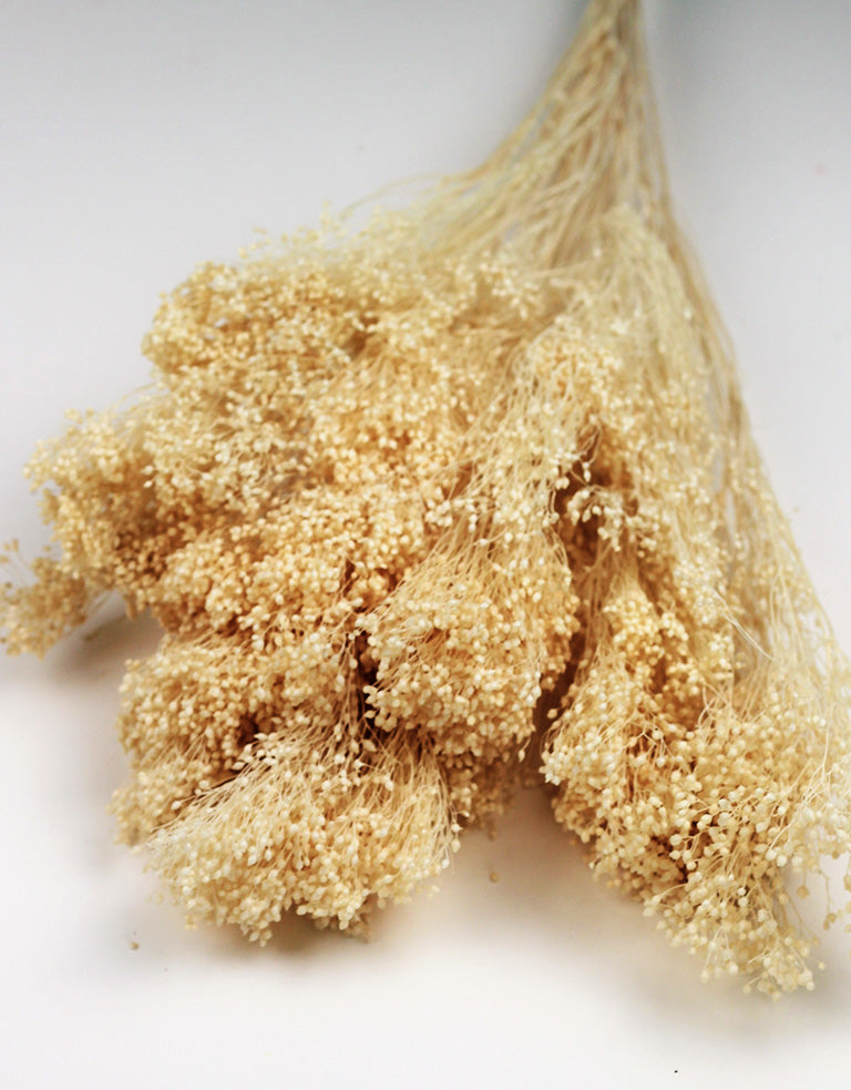 dried broom flower Uk