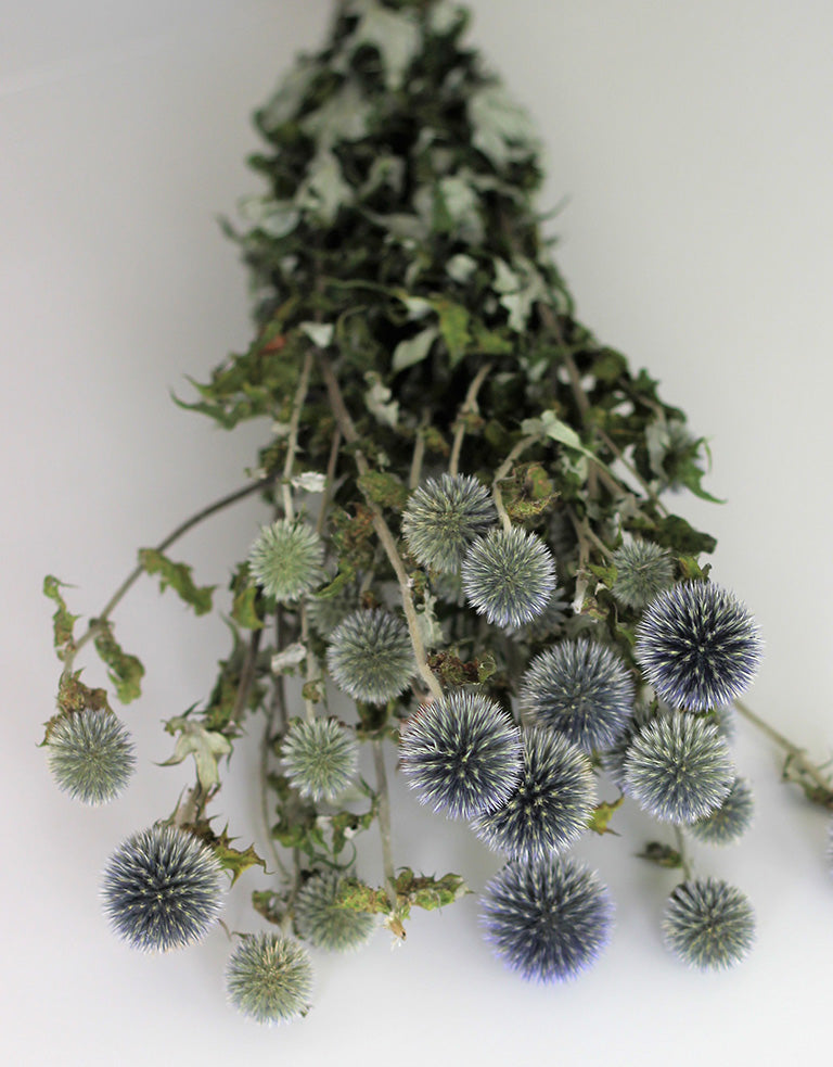 Dried Thistle Echinops 