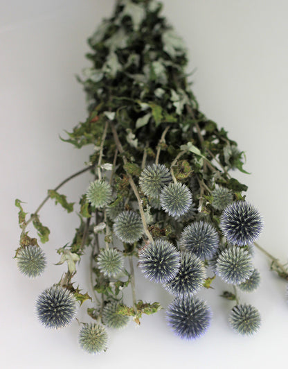 Dried Thistle Echinops 