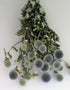 Dried Thistle Echinops 