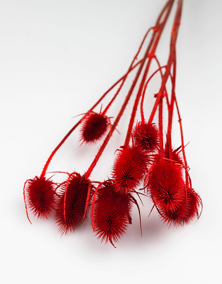 Red Cardi flowers