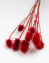 Red Cardi flowers