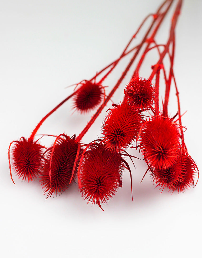 Red Cardistella flowers