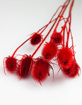Red Cardistella flowers