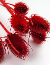 Red dried flowers UK