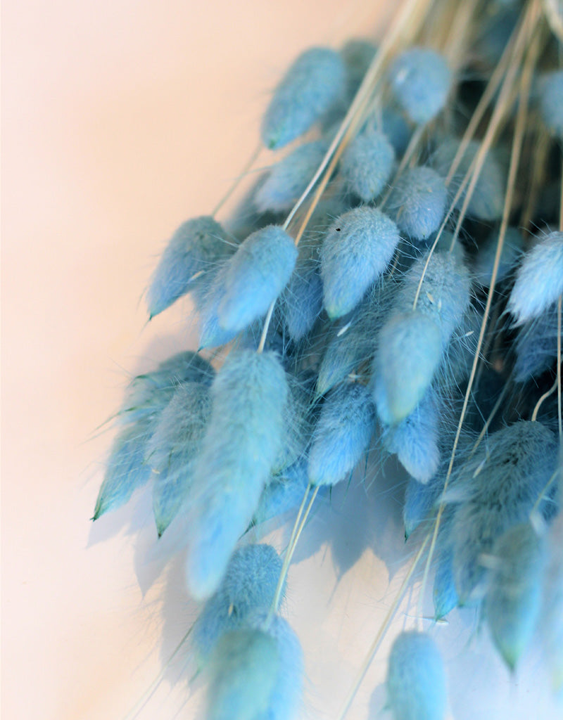 Dried Bunny Tail Lagurus Grass - Sky Blue Flowers Bunch, 100 Grams, 60 cm