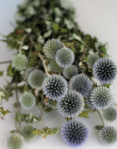  Thistle Echinops UK
