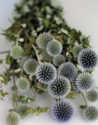  Thistle Echinops UK
