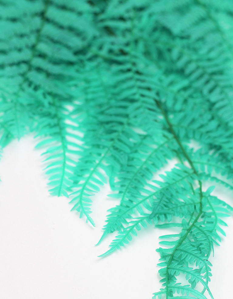 Blue Bracken Fern