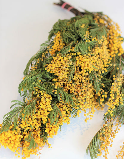 Dried Mimosa Flowers - Natural Yellow Bunch, 60 cm XL