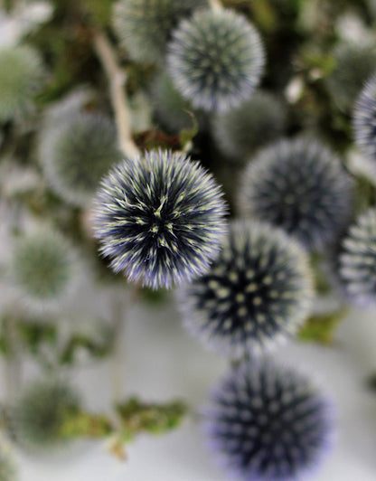  Thistle Flowers Uk