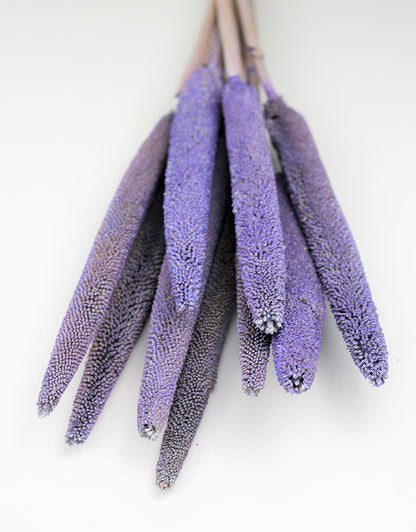 Pearl Millet Bunch Lilac UK