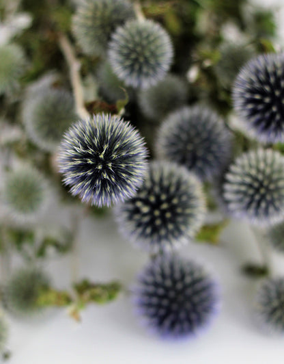 Blue Thistle Echinops 