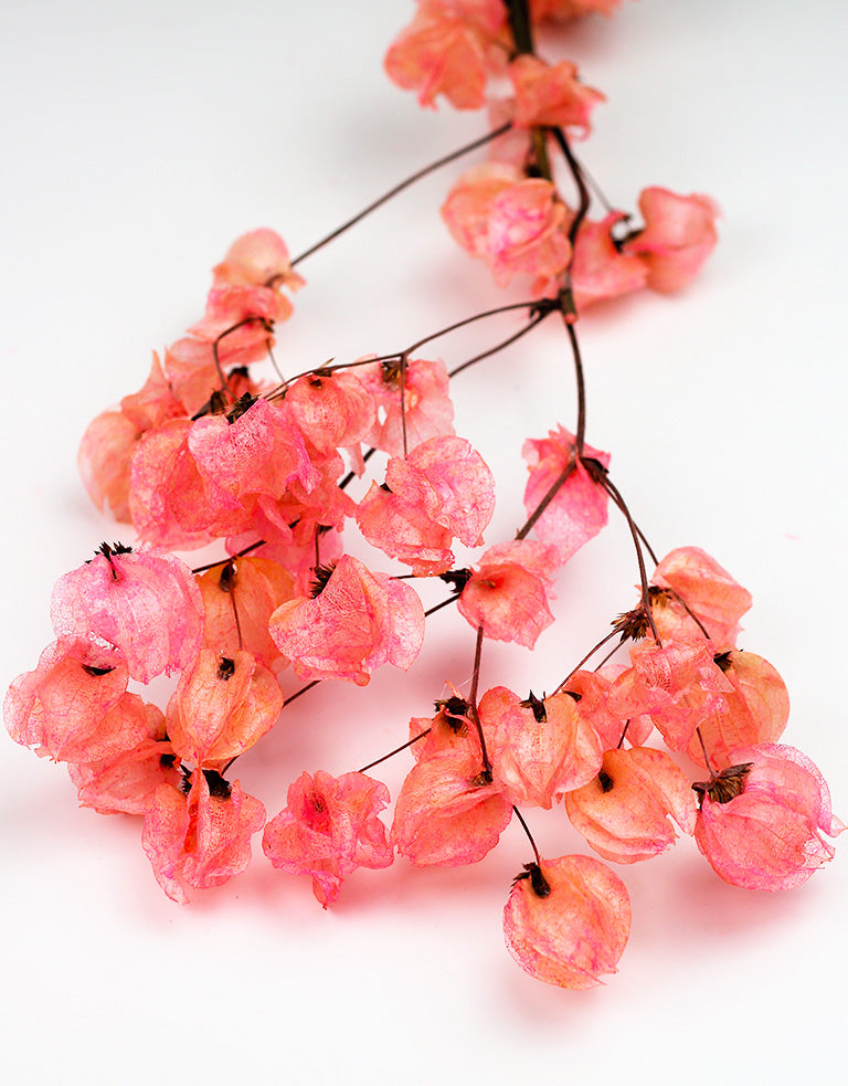 Pink Bougainvillea