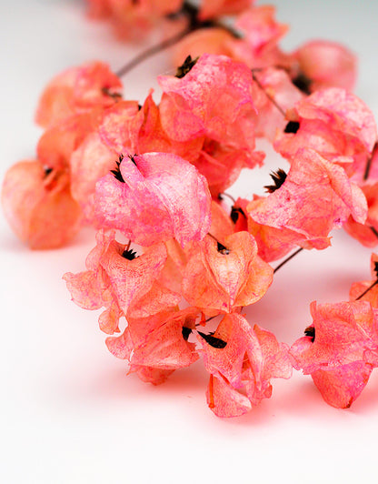 Dried Bougainvillea