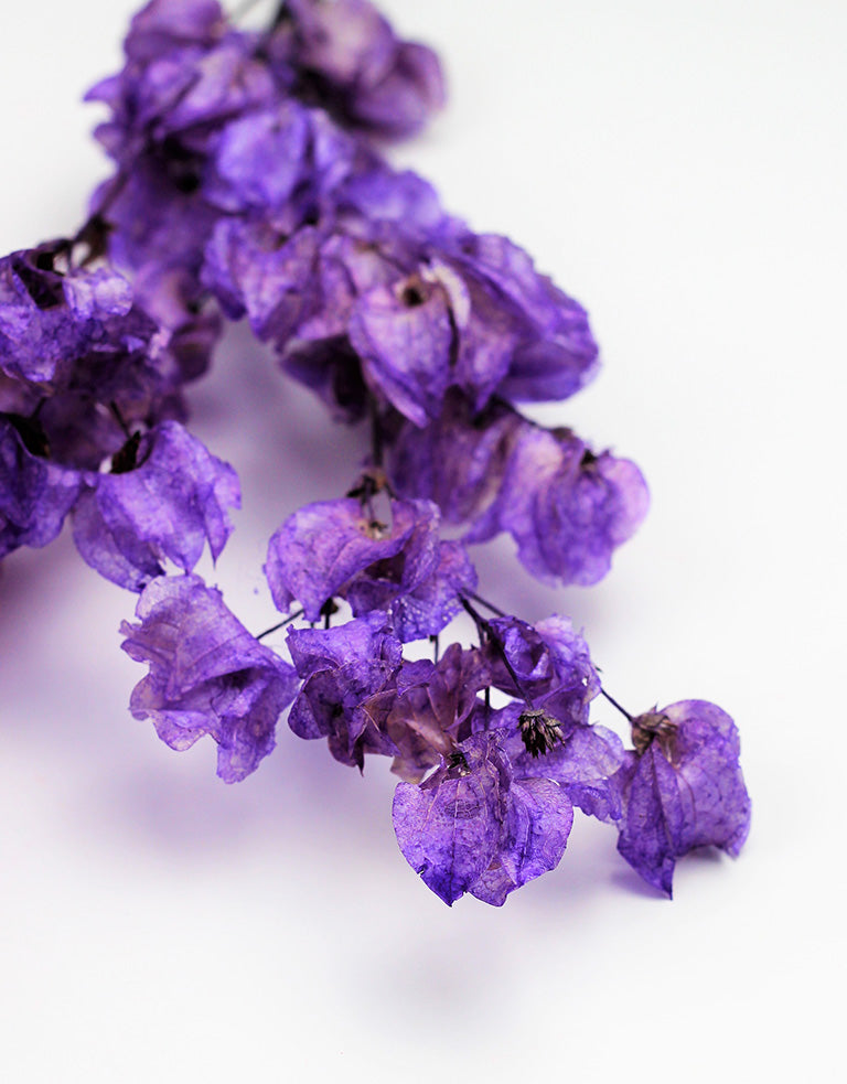 Dried Bougainvillea 