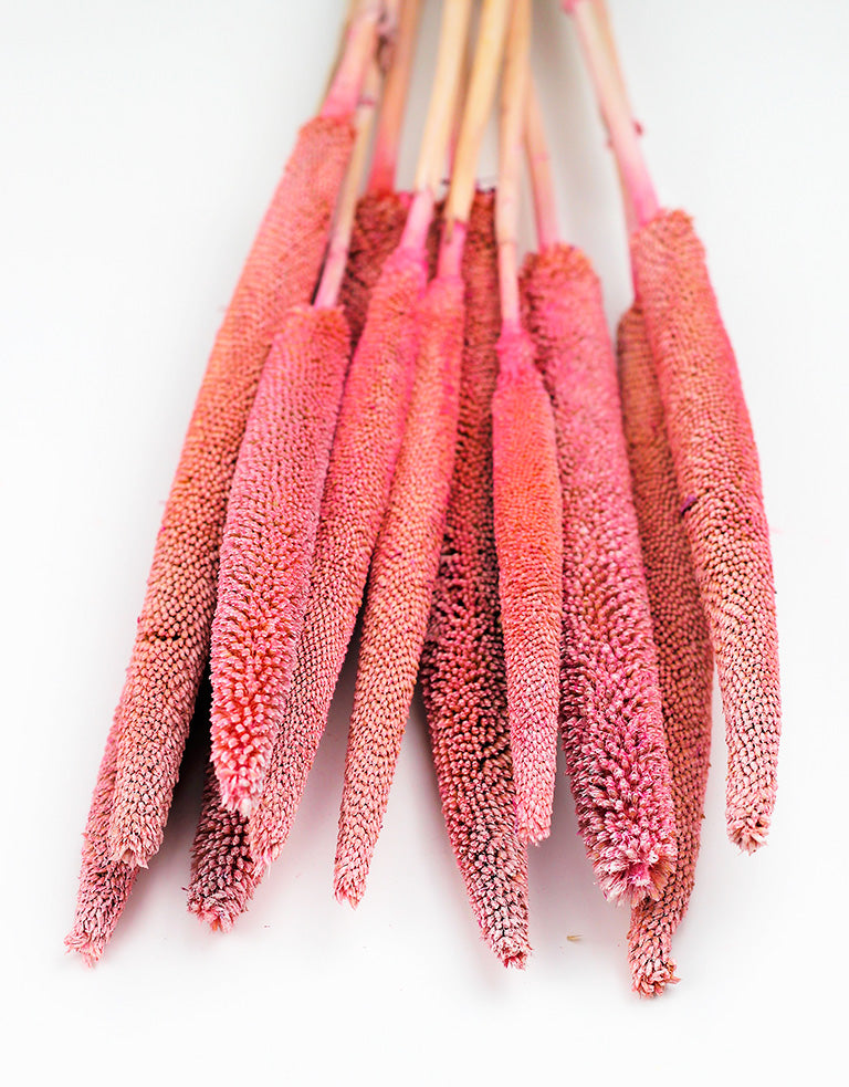 Dried Pearl Millet Bunch