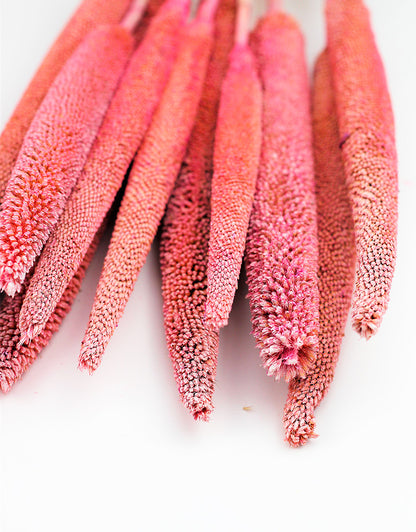 Dried Babala Pink Bunch