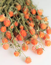 Orange Gomphrena flowers