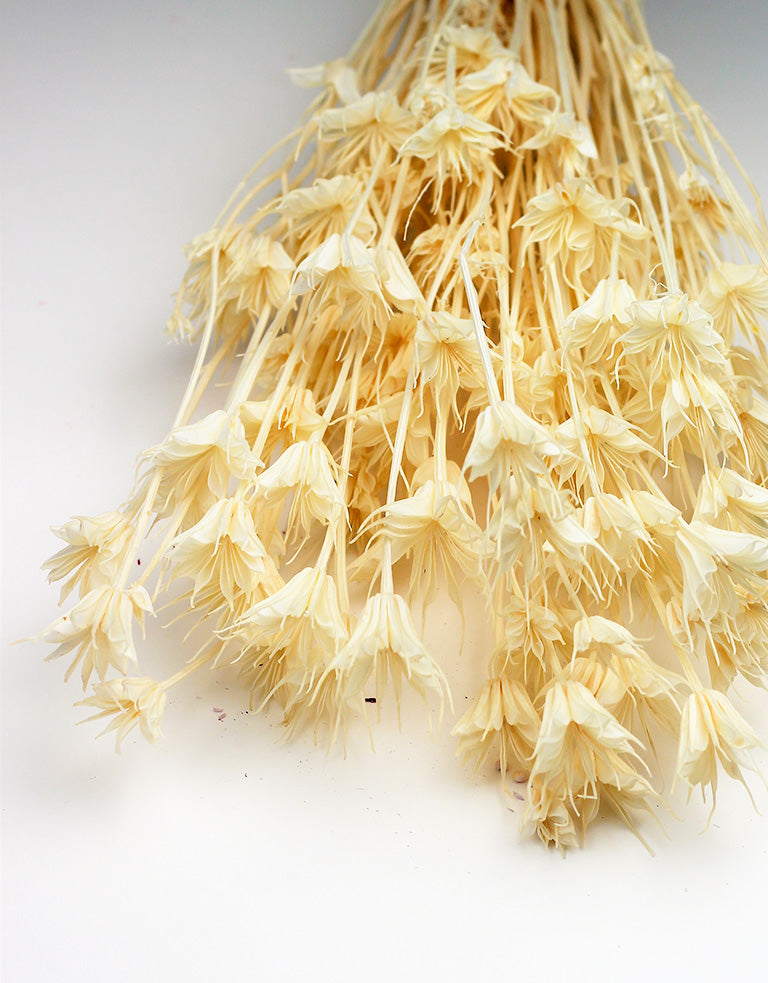 DRIED NIGELLA ORIENTALIS