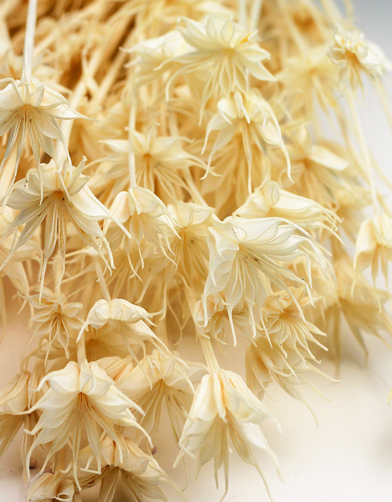 Bleached Nigella Orientalis