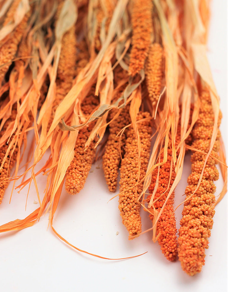 Dried Canary Millet orange bunch