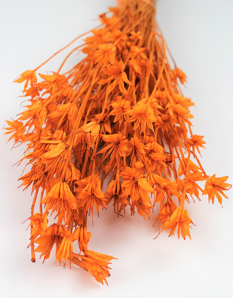 Dried Nigella Orientalis, Orange Bunch