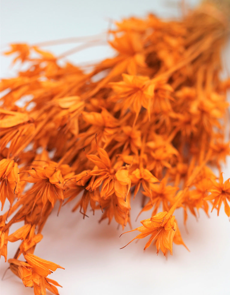 Orange Nigella Orientalis