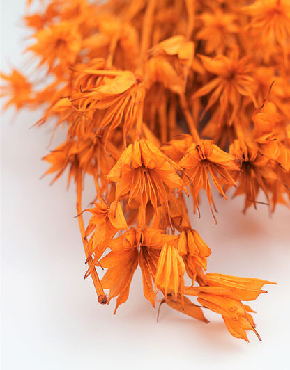 Dried Nigella Orientalis