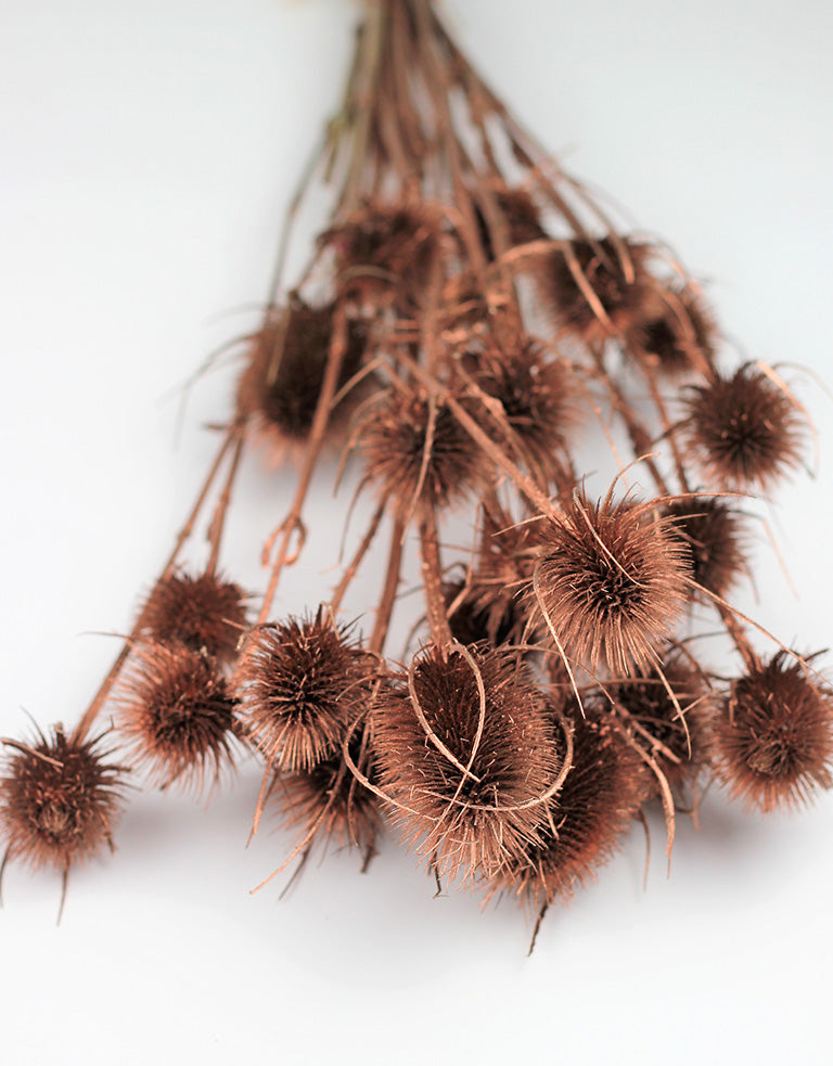 Buy Dried Flowers Online in UK Leading Dried Flowers Suppliers Page