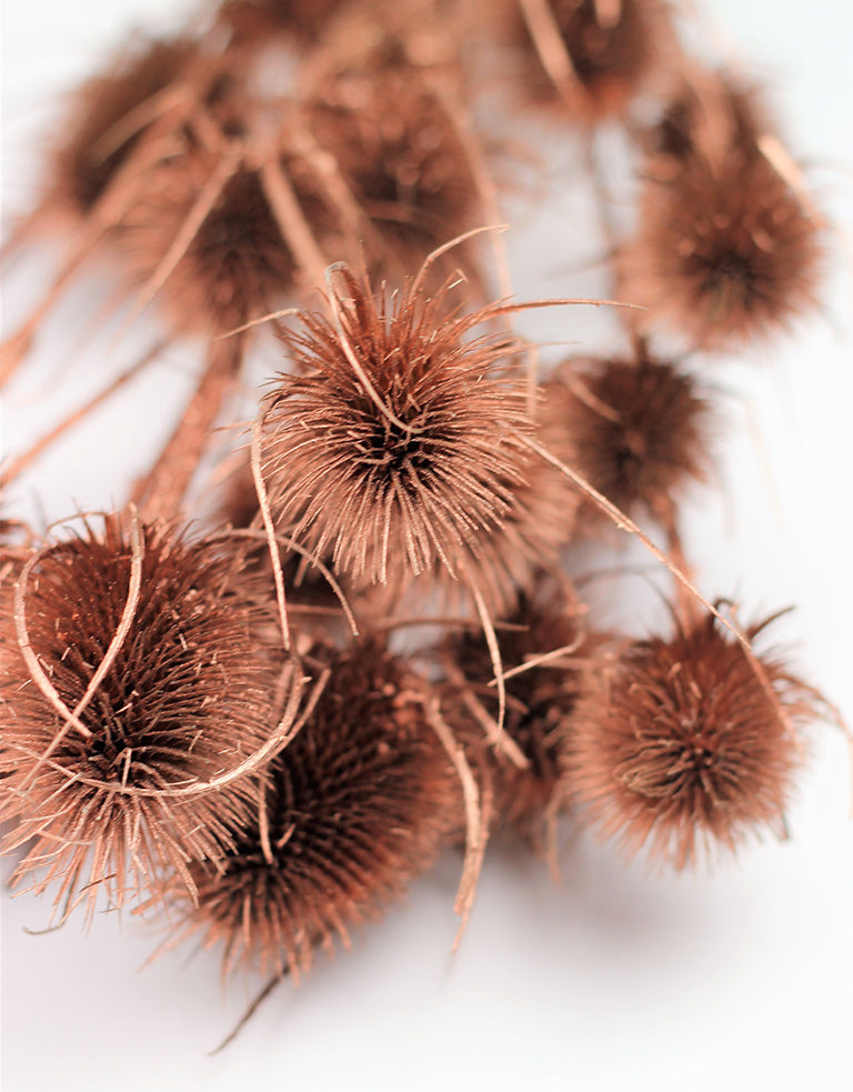 Buy Dried Flowers Online in UK Leading Dried Flowers Suppliers Page 5 Dried Flowers Decor