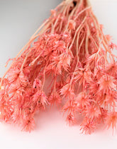 Dried Nigella Orientalis