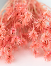Dried Nigella UK