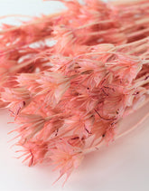 Dried Nigella Stems