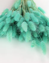 Lagurus Grass