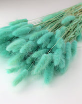 Blue Lagurus Grass