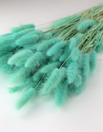 Blue Lagurus Grass