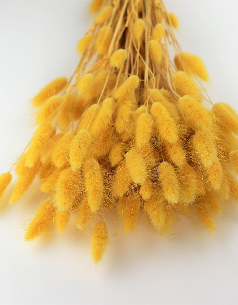 Yellow Bunny Tails Lagurus Grass