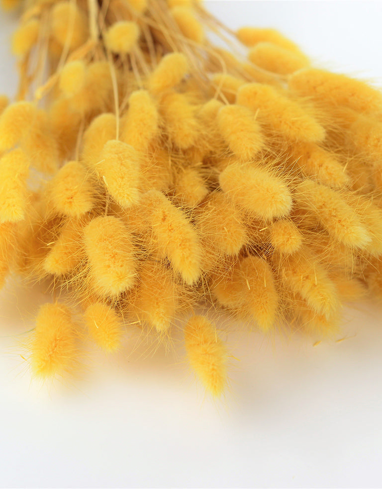 Yellow Lagurus Grass