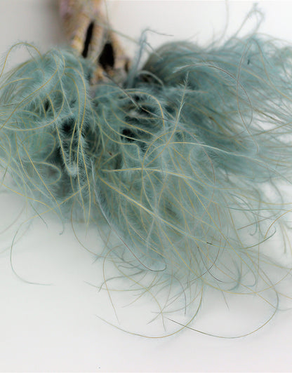 Dried Stypha Pennata