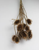 dried cardi flowers