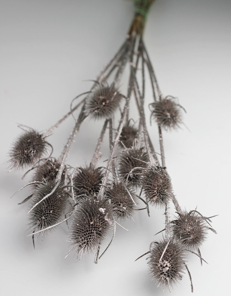 dried cardistella flowers