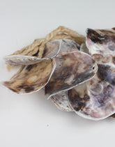 Hanging Sea Shells