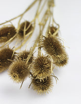 cardi flowers