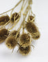 cardi flowers