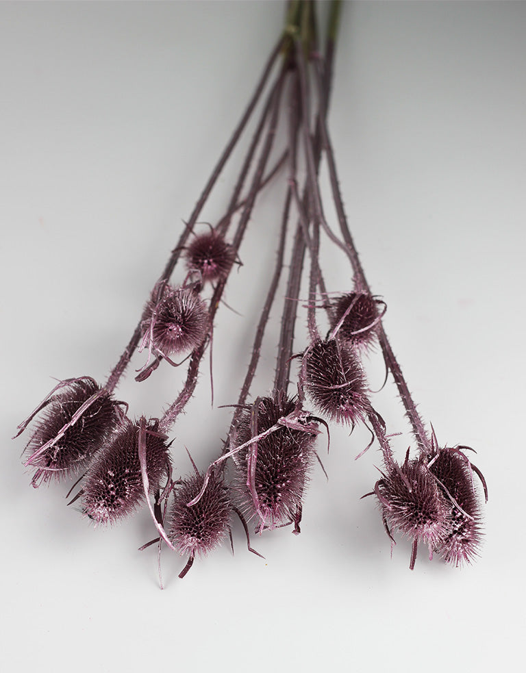 dried cardi pink flowers