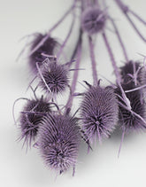 dried cardi bunch UK