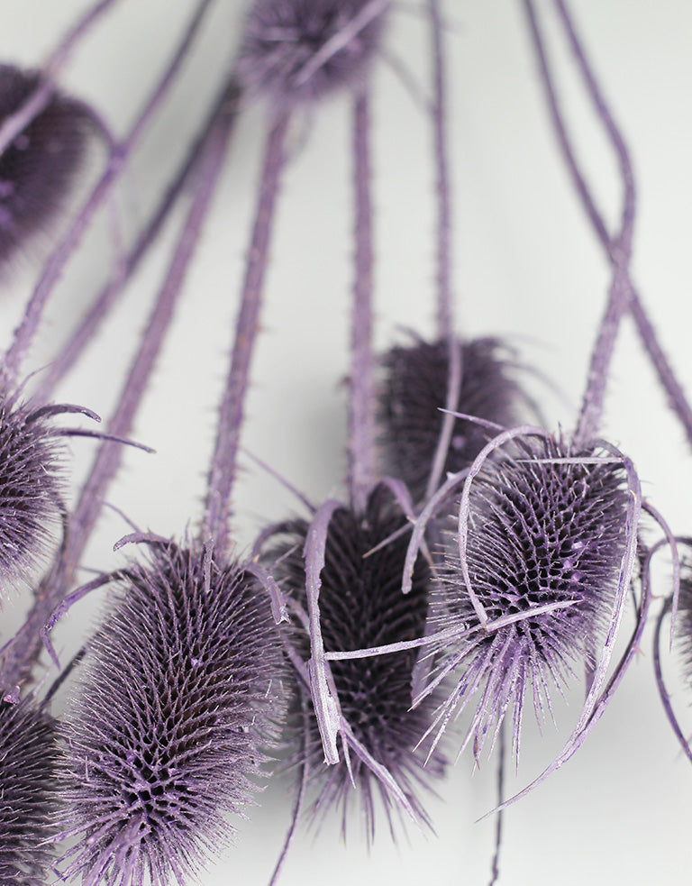 purple dried cardi flowers