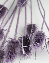 purple dried cardi flowers