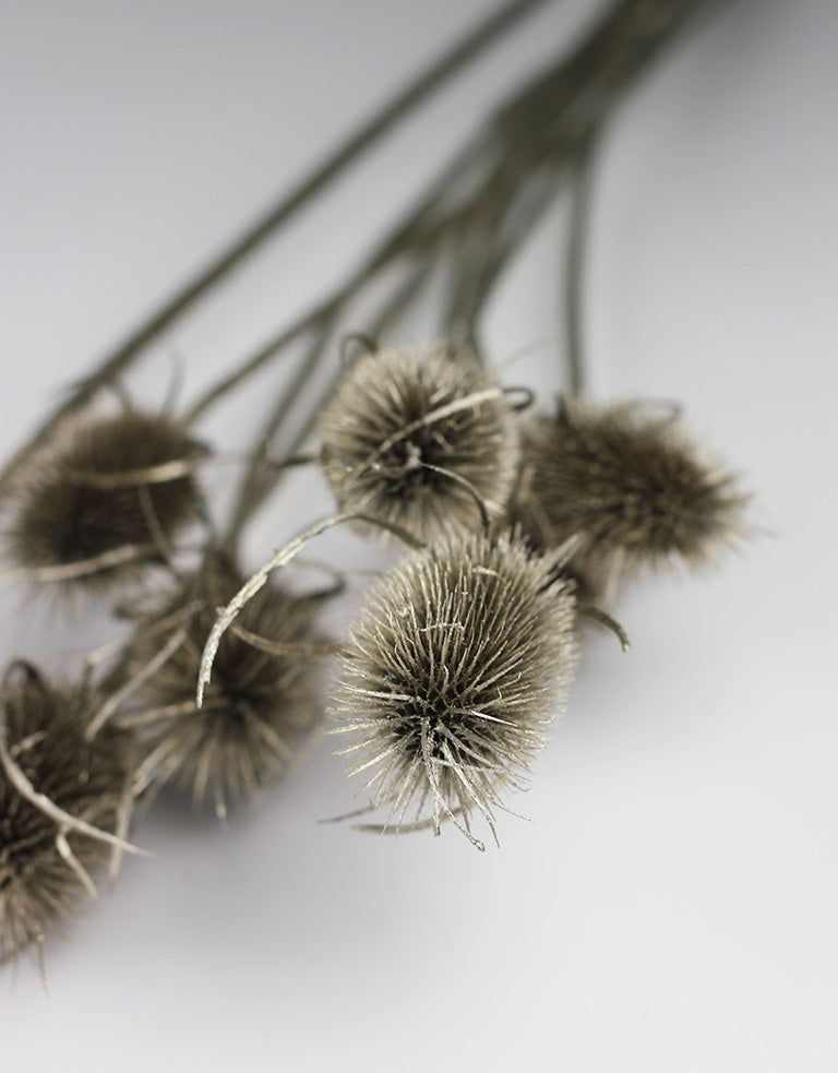 Buy Dried Flowers Online in UK Leading Dried Flowers Suppliers Page 5 Dried Flowers Decor